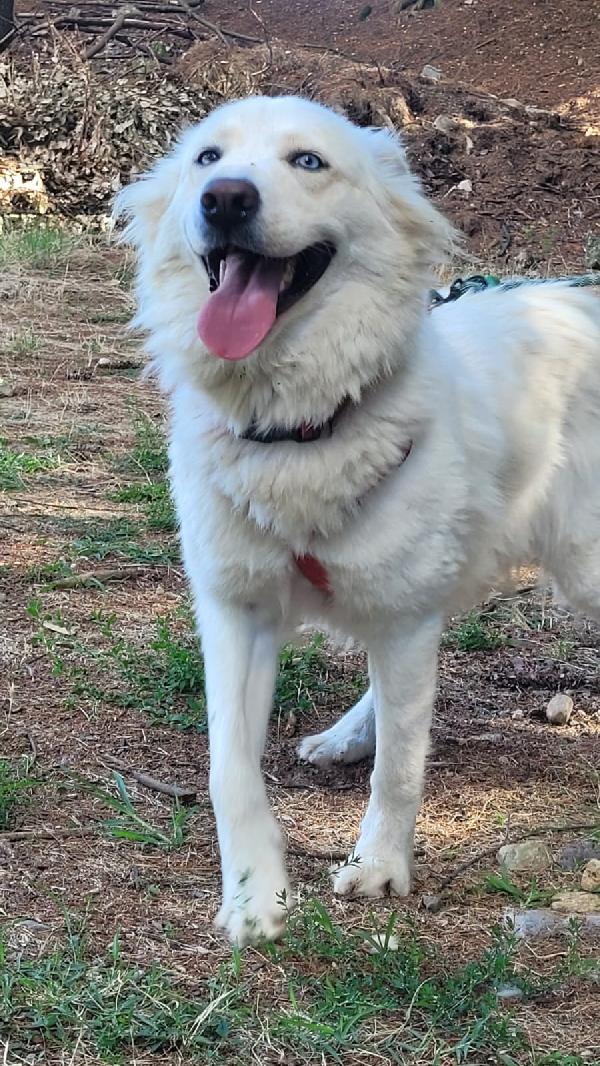 🐾💖 “CANDY, DOLCEZZA IN CERCA DI CASA 🏡” Foto 5